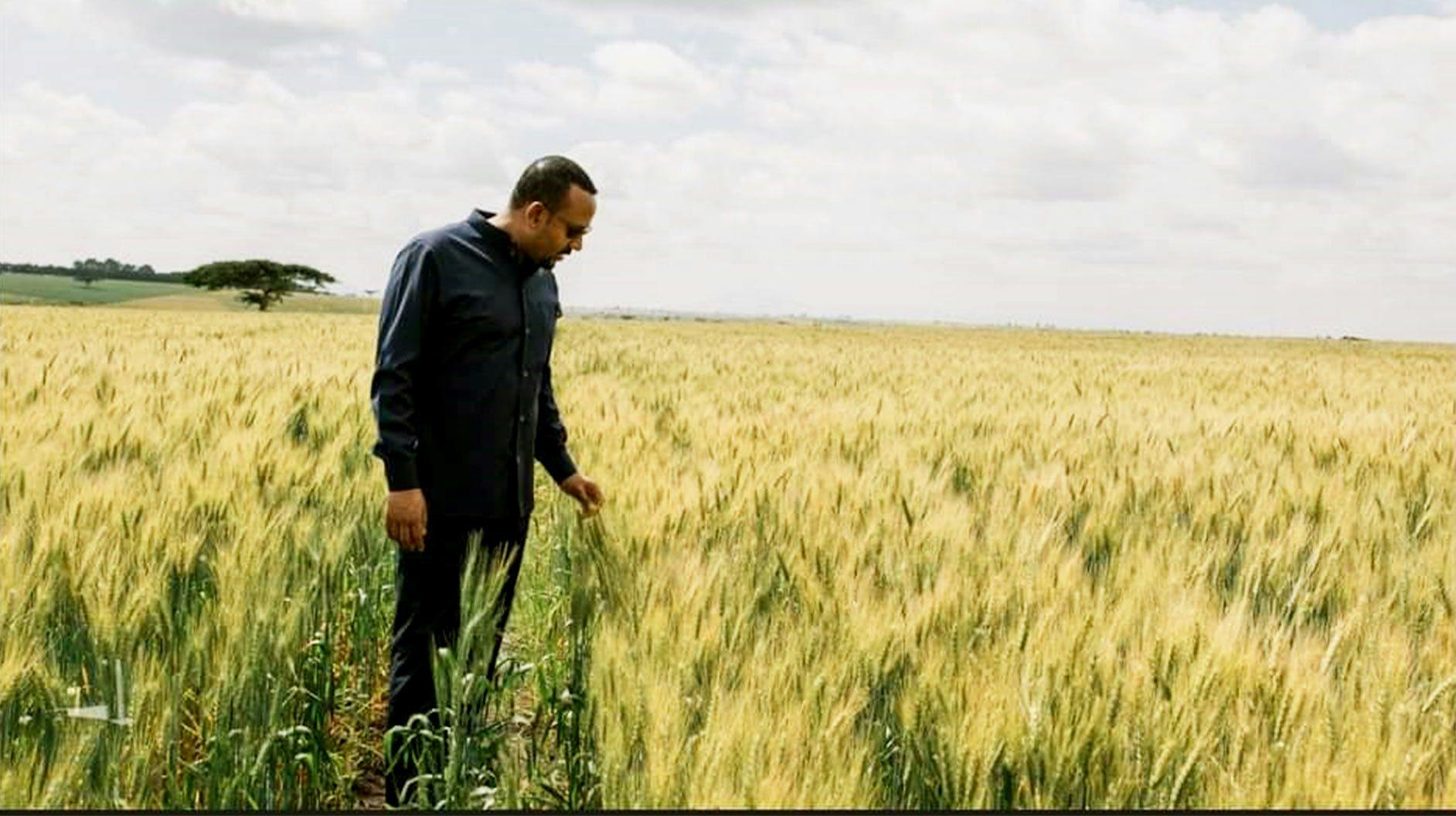 Ethiopia’s wheat production story - a success or hype?