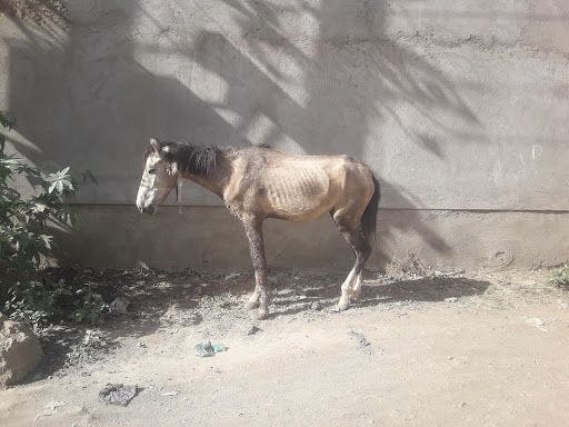 Abandoned street horses of Adama pose a conundrum for town authorities