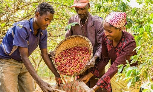 Sidama coffee farmers find new ways to earn rightful share on the global market 