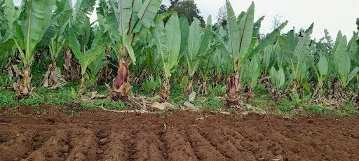 False banana: Ethiopia's climate resilient crop