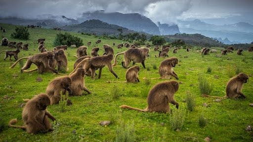 Simien Mountains: road construction through Ethiopian national park puts biodiversity at risk